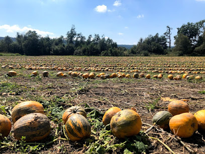 Kürbiskernöl Gaisch
