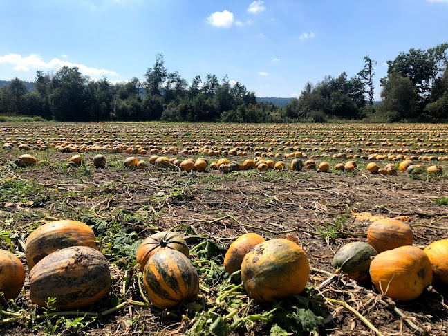 Kürbiskernöl Gaisch