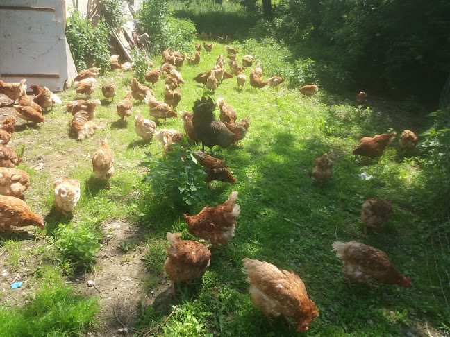 Vinzenz Nessmann - Villach