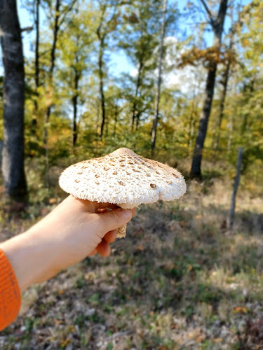 Kellergasse 8, 2162 Falkenstein bei Poysdorf
