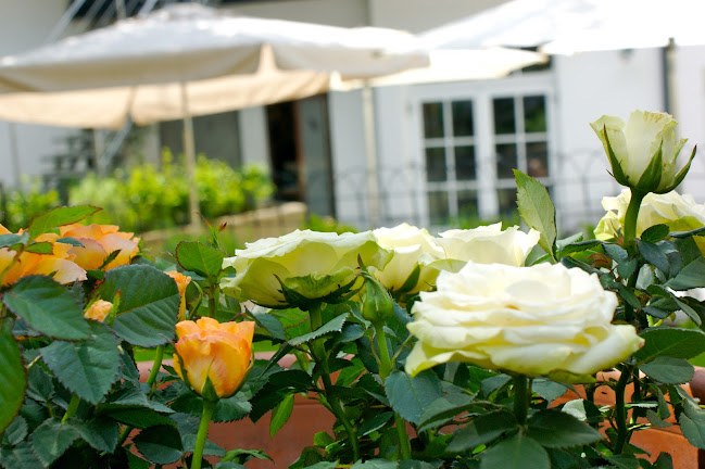 Comentarii opinii despre Trippolt Zum Bären