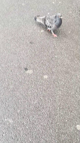 Opinii despre Stadt Kebap în Bregenz - Gastronomie und Hotellerie