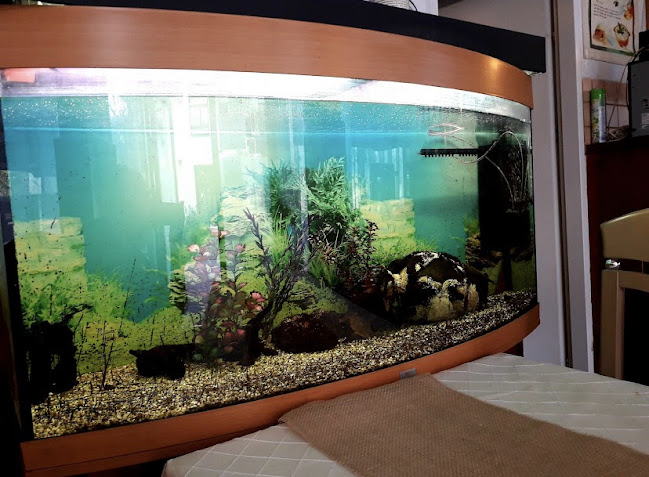 Comentarii opinii despre Restaurant La Miramare