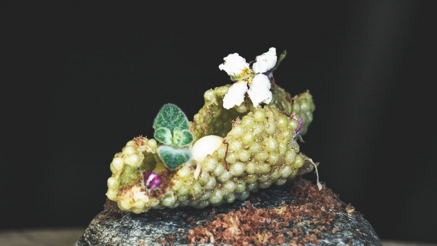 Kräuterreich by Vitus Winkler - St. Veit im Pongau