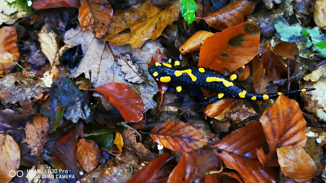 Opinii despre Landgasthaus Der wilde Wirt în Sieghartskirchen - Gastronomie und Hotellerie