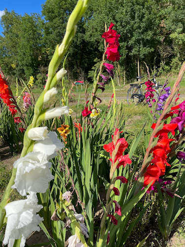Blumen selber pflücken