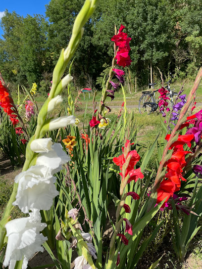 Blumen selber pflücken