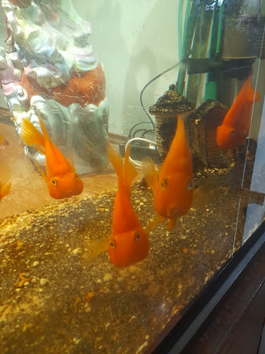 Brunner G. 25, 2380 Perchtoldsdorf