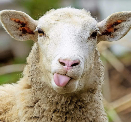 Bäckerei Gerhard Koini Handels GmbH