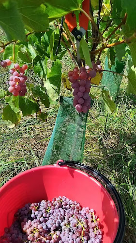 Opinii despre Wein vom Winzer în Scharnstein - Gastronomie und Hotellerie