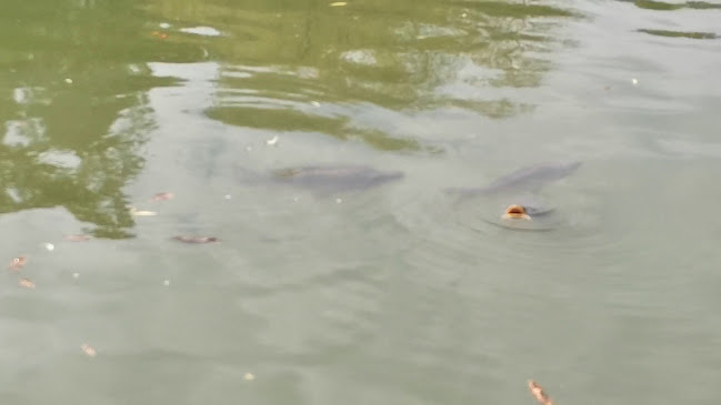 Pelzgasse 1, 2500 Baden