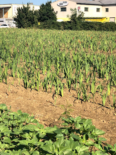 Blumen selber schneiden