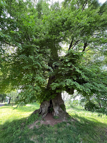 Gasthaus zur 1000jährigen Linde - Gastronomie und Hotellerie