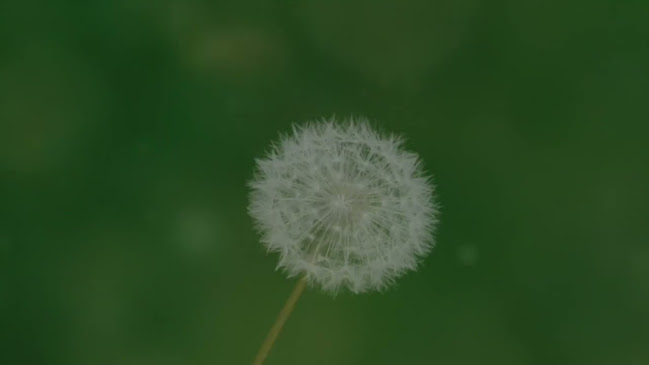 Comentarii opinii despre Bäckerei Wienerroither Lidmanskygasse