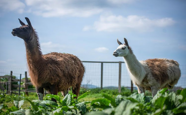 Gasthaus z Tenne - Gastronomie und Hotellerie