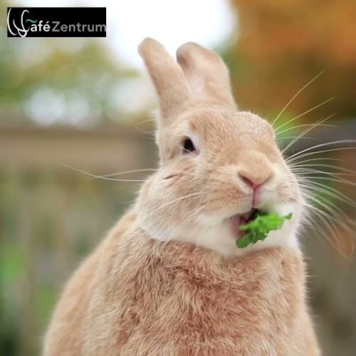 s' Zentrum Bar - Gastronomie und Hotellerie