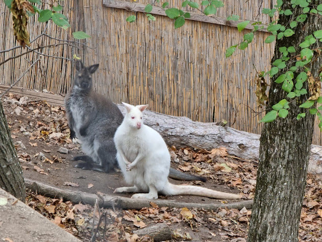 Comentarii opinii despre Schutzhaus & Kängurufarm Harzberg