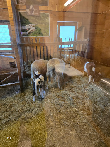 Wieslechalm - Schladming