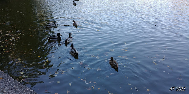 Comentarii opinii despre Pleschinger Stubn