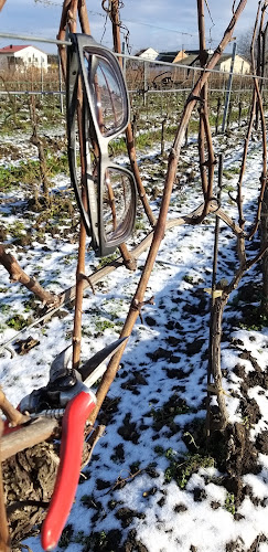 Weinkellerei Burgenland GmbH - Gols
