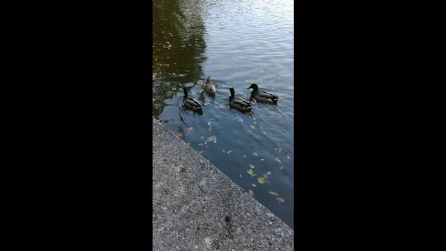 Opinii despre Pleschinger Stubn în Linz - Gastronomie und Hotellerie