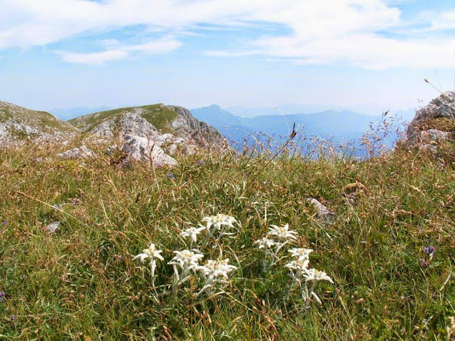 Comentarii opinii despre Rocheralm