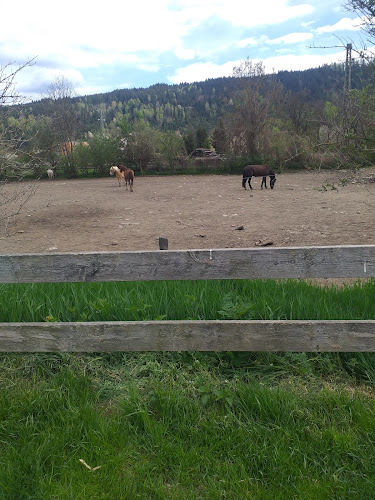 Opinii despre Steyrer Hof Zelt am Wiesenmarkt în St. Veit an der Glan - Gastronomie und Hotellerie