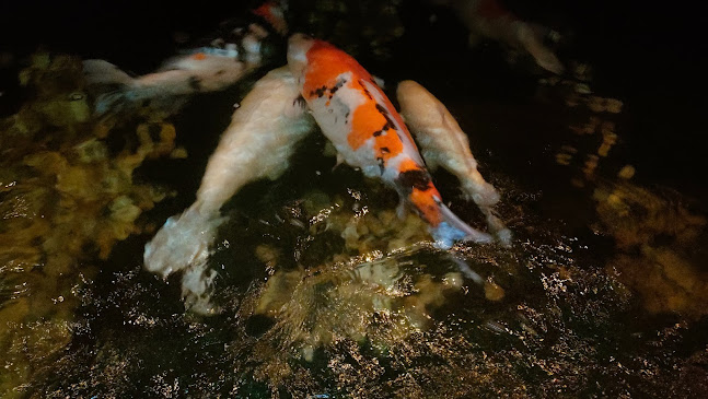 Comentarii opinii despre Watertuin World Kitchen