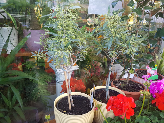 Comentarii opinii despre Blumen Dunja