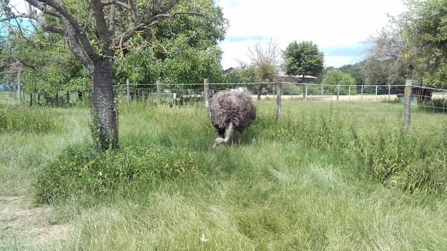 Opinii despre Gasthaus z Tenne în Bad Tatzmannsdorf - Gastronomie und Hotellerie