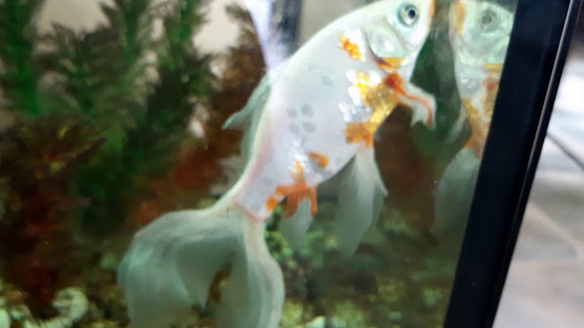 Opinii despre Asia-Restaurant WOK Kaiser în Dietach - Gastronomie und Hotellerie