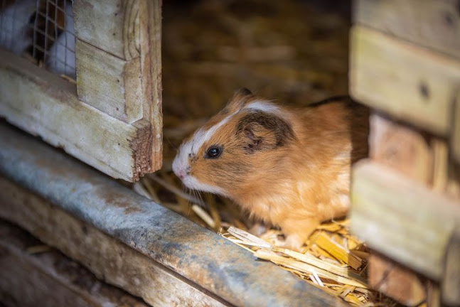 Comentarii opinii despre Gasthaus z Tenne