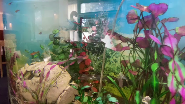 Opinii despre Restaurant La Miramare în Wien - Gastronomie und Hotellerie