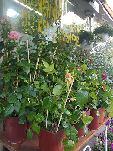 Opinii despre Blumen Dunja în Wien - Gastronomie und Hotellerie