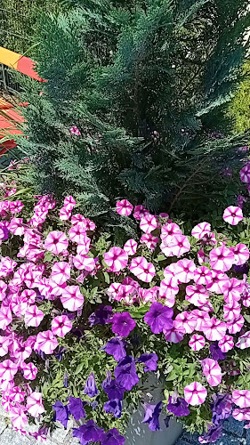 Dario – Eiswerkstatt