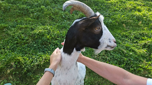 Comentarii opinii despre Einkehr Prieselbauer