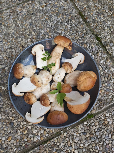 Gasthaus Zum Grünen Baum - Gastronomie und Hotellerie