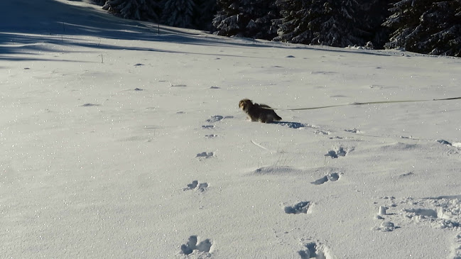 Steyersberger Schwaig - Kirchberg am Wechsel