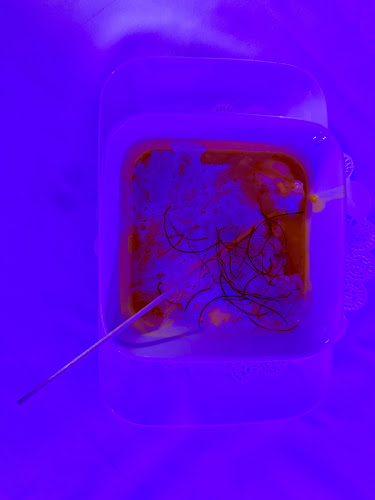 Joe’s Restaurant im weissen Ross