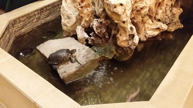 Opinii despre Sino-Restaurant în Wiener Neudorf - Gastronomie und Hotellerie