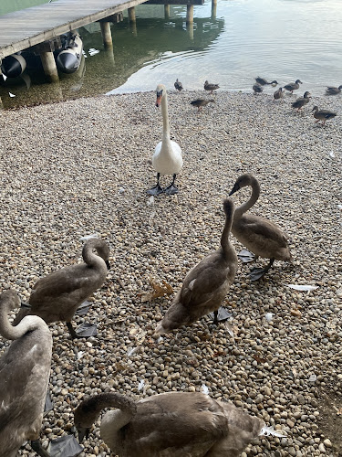 Comentarii opinii despre Brezen Bäck‘