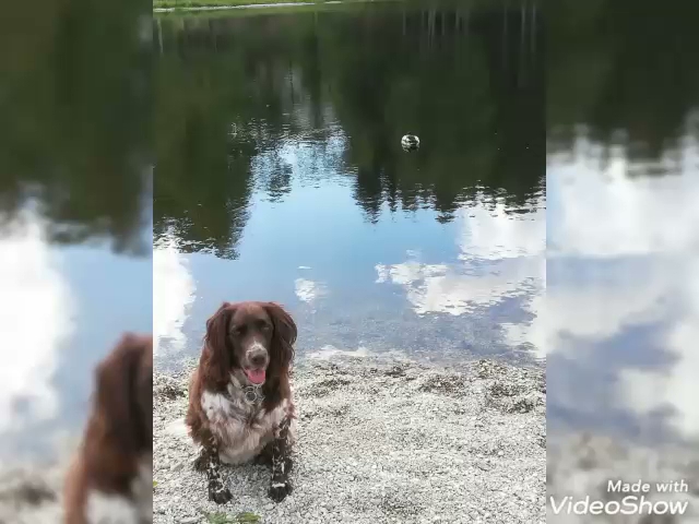 Gasthof Goldenes Schiff - Spitz