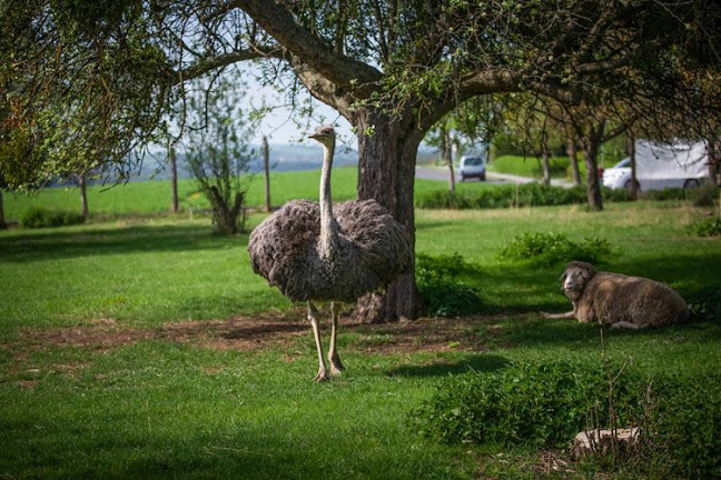Comentarii opinii despre Gasthaus z Tenne