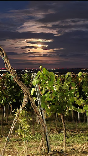 Weinlaube am Sieghartsberg - Brunn am Gebirge
