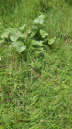 Opinii despre Neue Alplhütte în Telfs - Gastronomie und Hotellerie