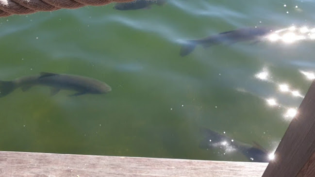 Dammstrasse Seebad 99, Freienberg 99, 8223 Stubenberg am See