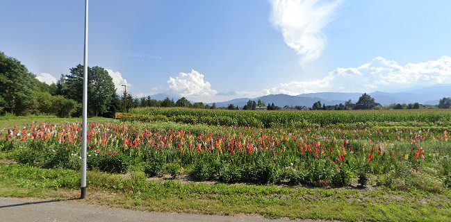 Blumen selber pflücken - Fohnsdorf
